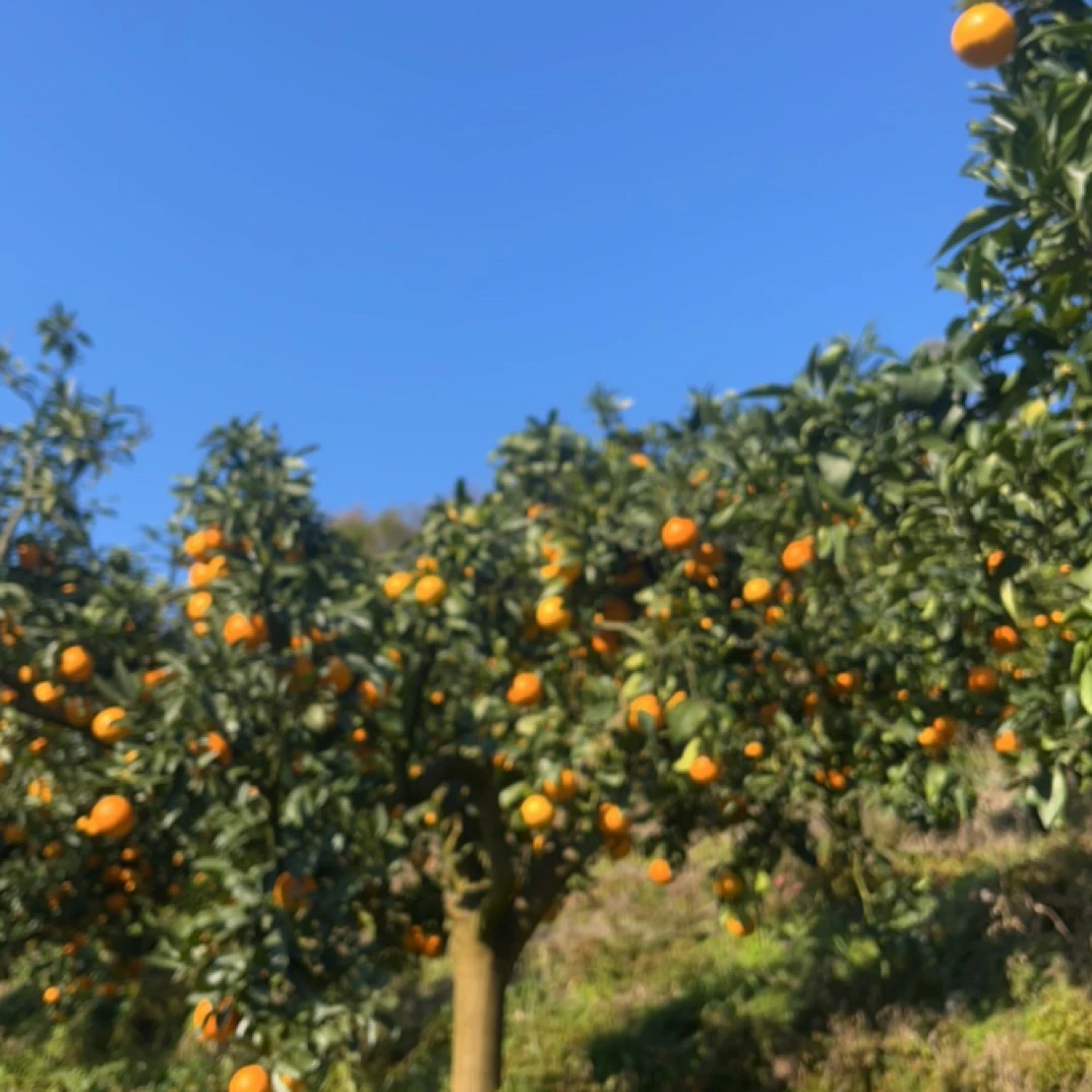 湖南怀化果冻橙红美人