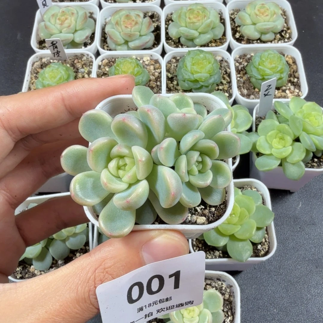 丽***莎三头童话一物一拍001