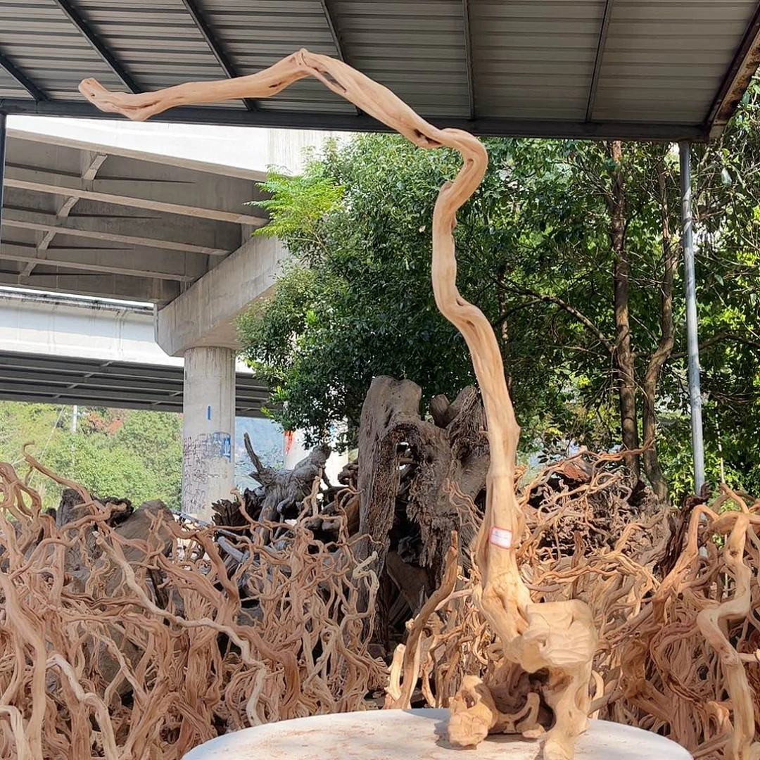 小***猫木我是一只小小鸟地