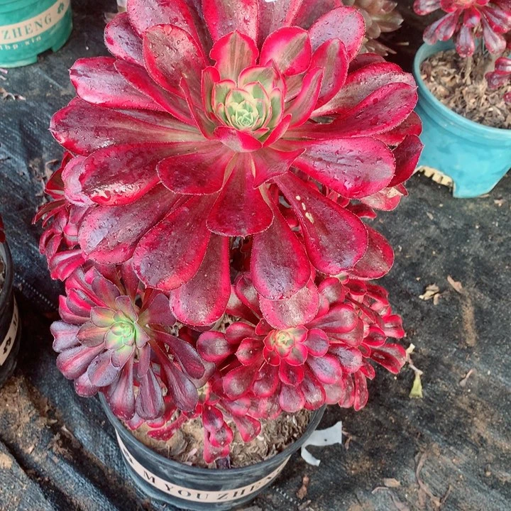 毛*多肉植物香乃尔683