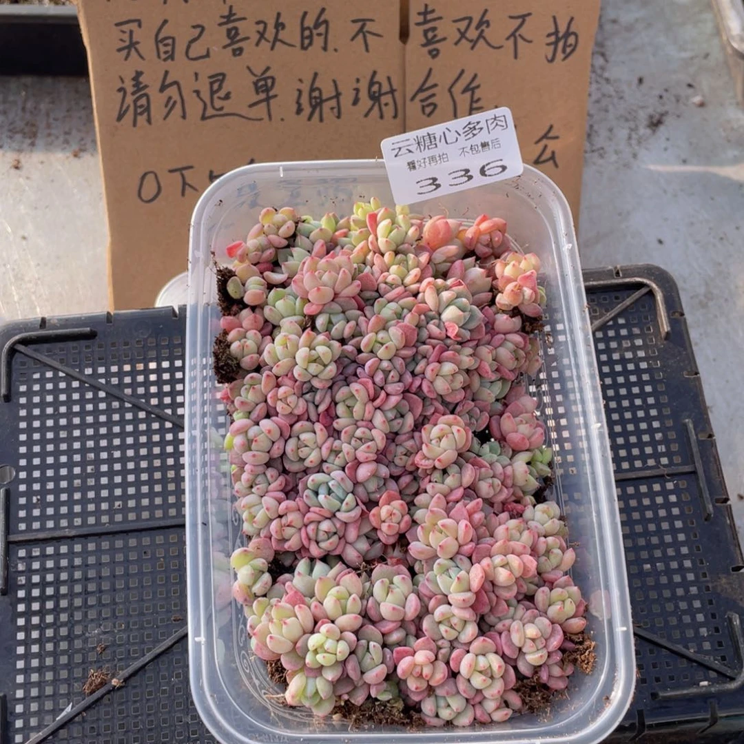 云糖心多肉植物336