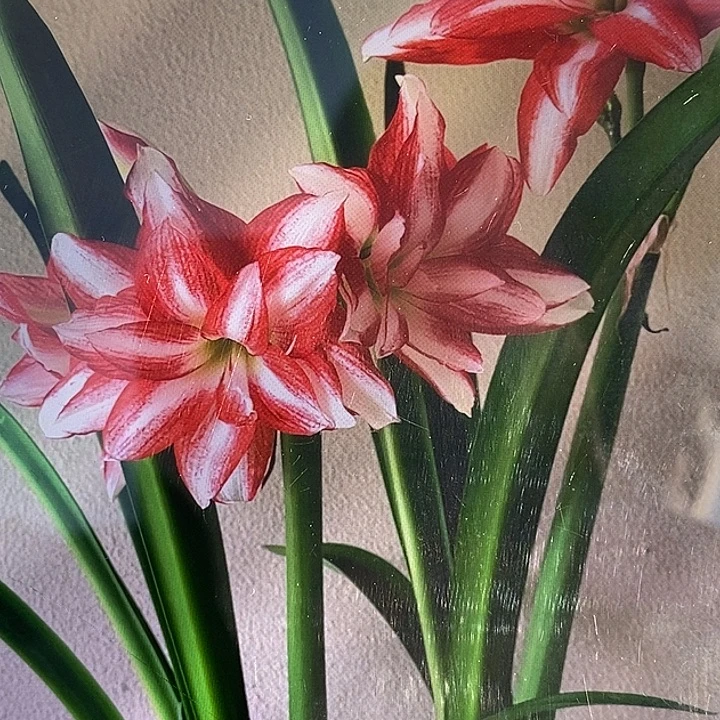 异域孔雀5厘米朱顶红