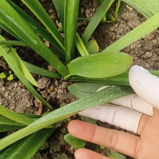 完全开放153 3胞胎