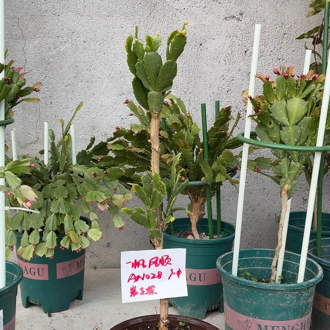 无花朵一帆风顺花友两层 028配支架发