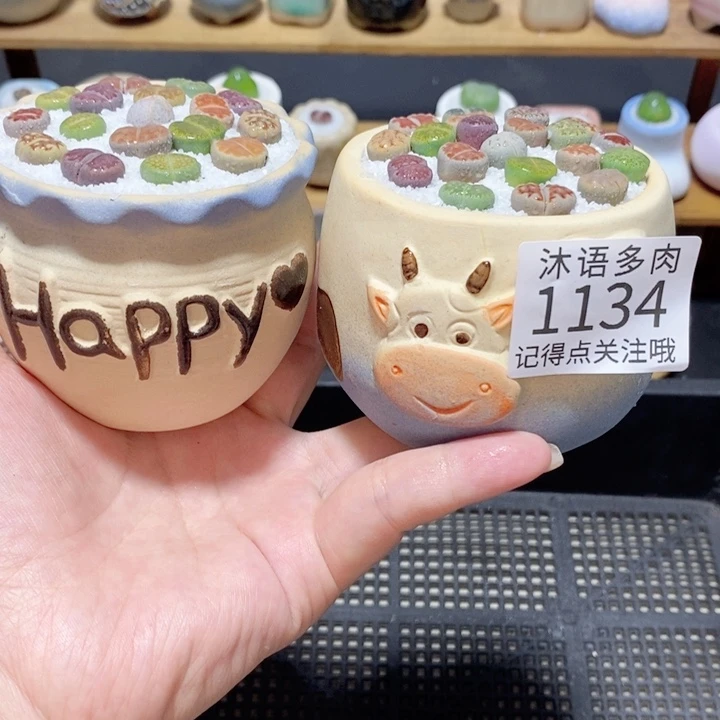 带盆土植物 精美盆栽1134