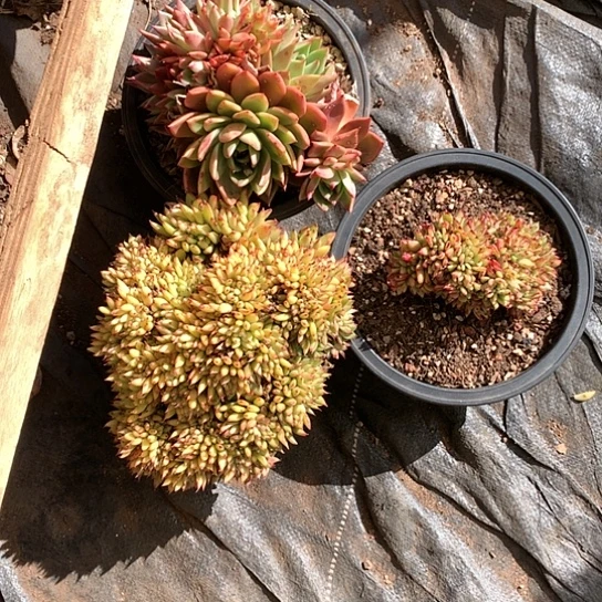 开**好美肉特价活动开始啦