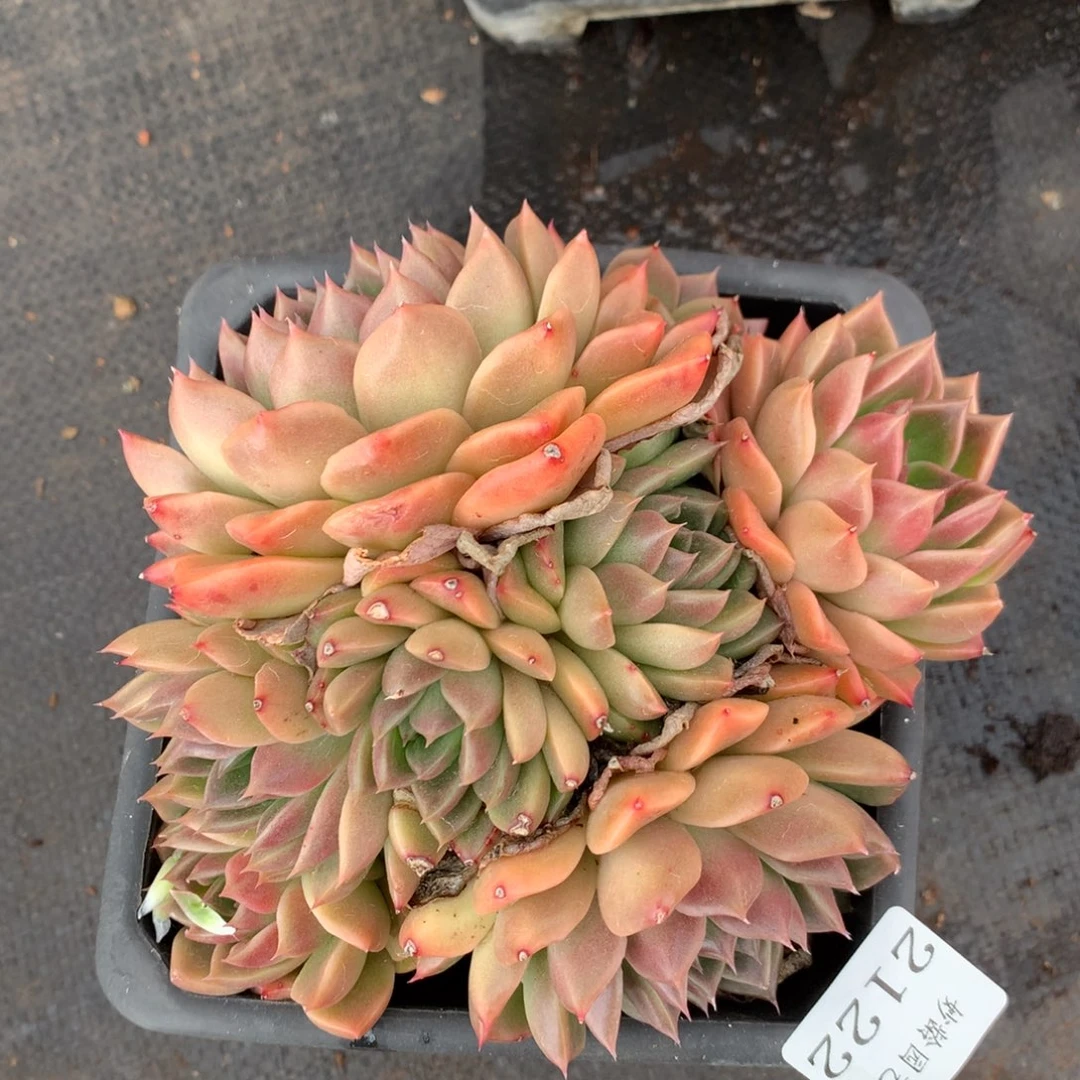 2122 杂交精品基地14厘米