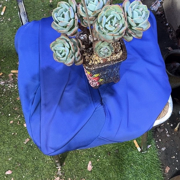 习***你白月光多肉植物保护022