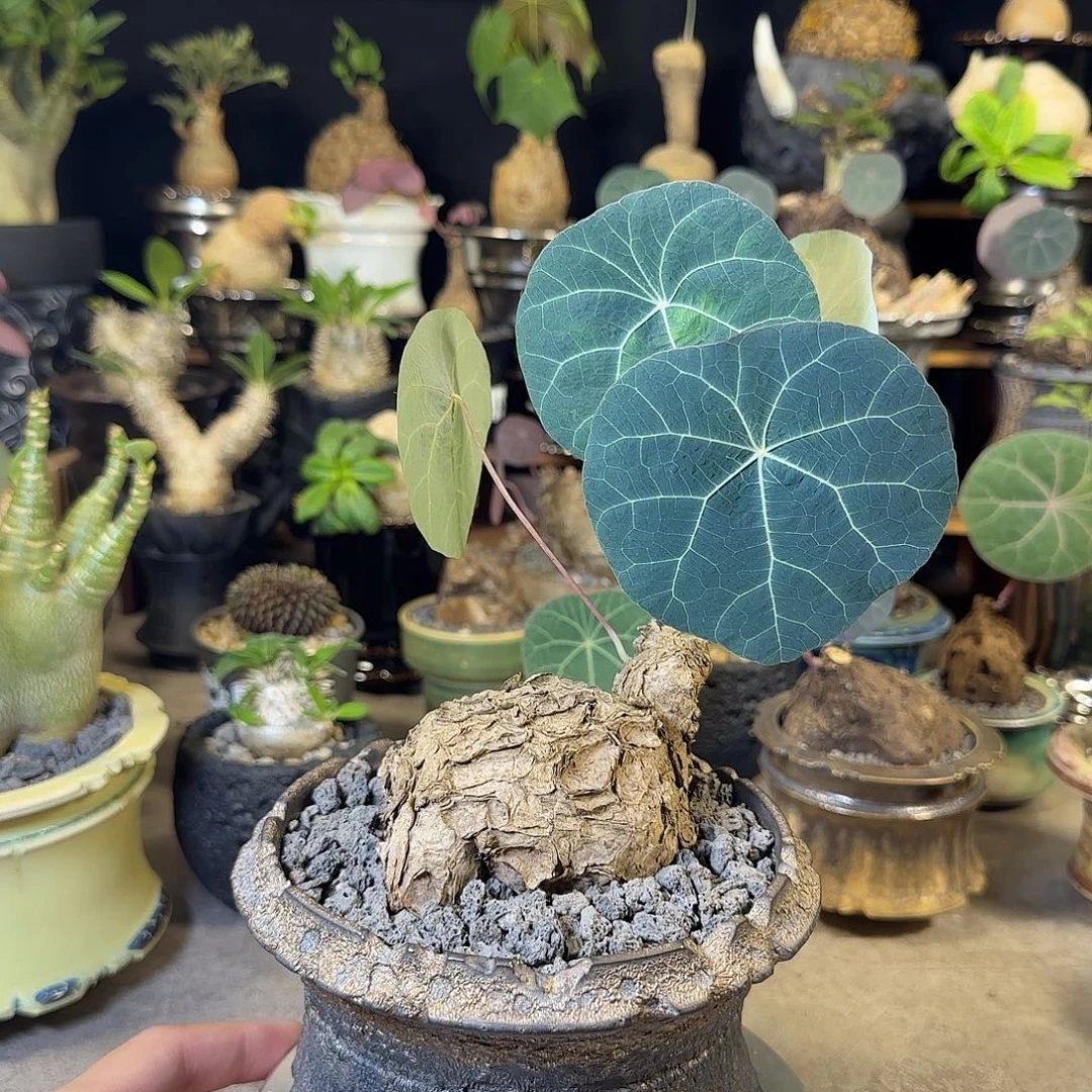 一物一拍老家一叶龟15