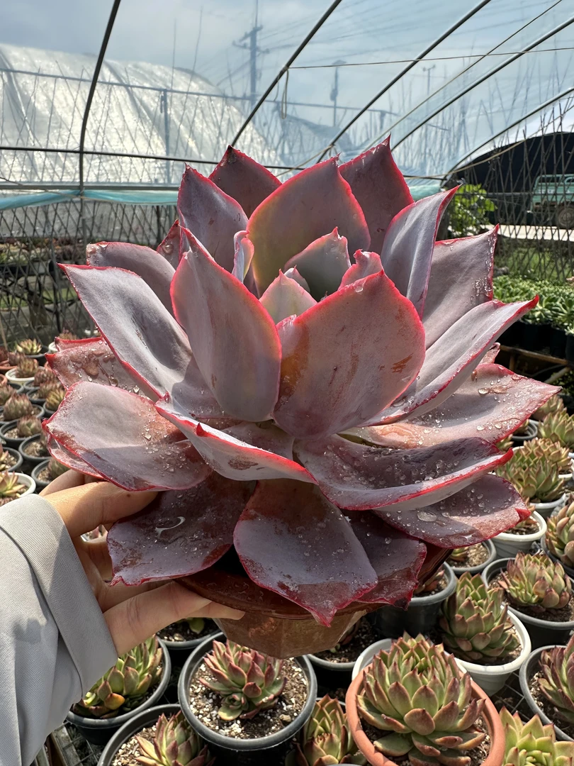 晚霞仙子  大单头 好种好养