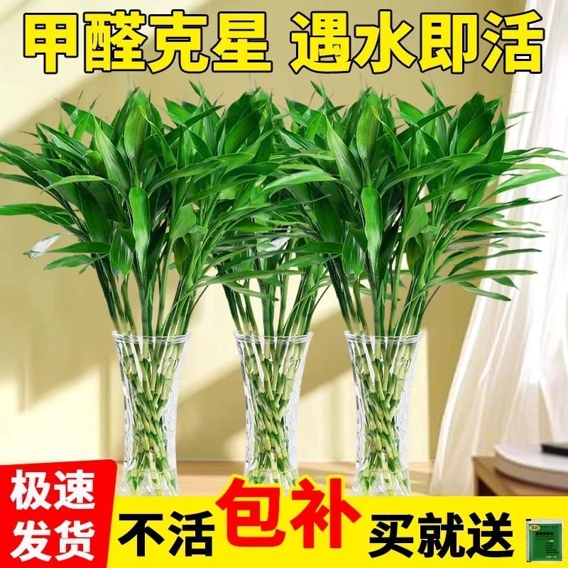 【纸箱发货80一90CM】富贵竹水培养花卉绿植物大棵客厅净化空气室内