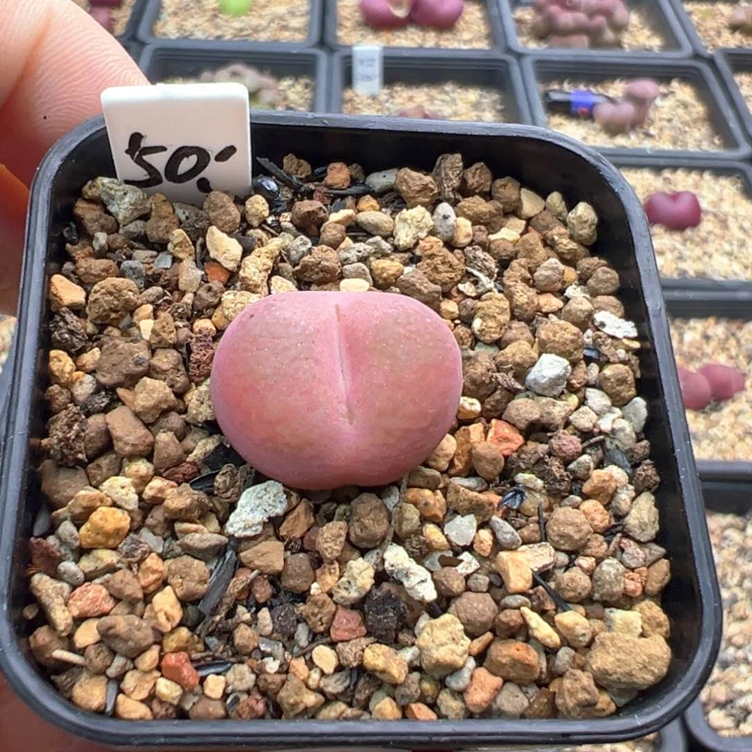 16-231   吕杂一棵