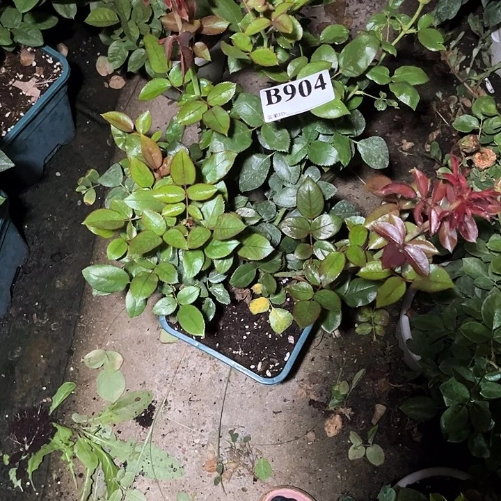 无花朵莫迪蓝904号