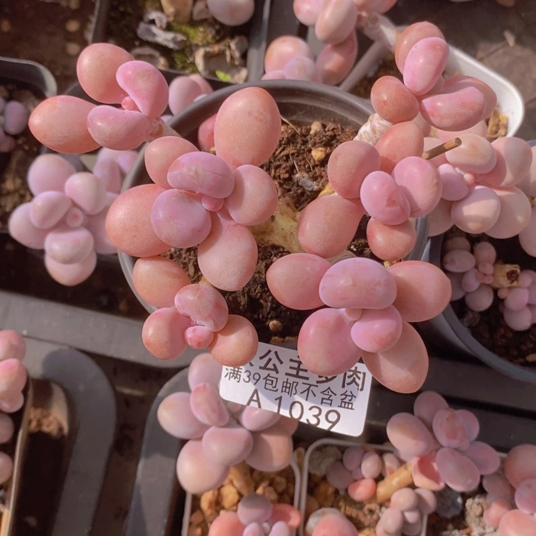 糖果桃蛋老桩8草莓1039多肉植物