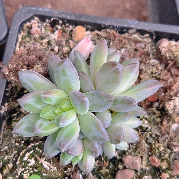 美人群孤品特美人