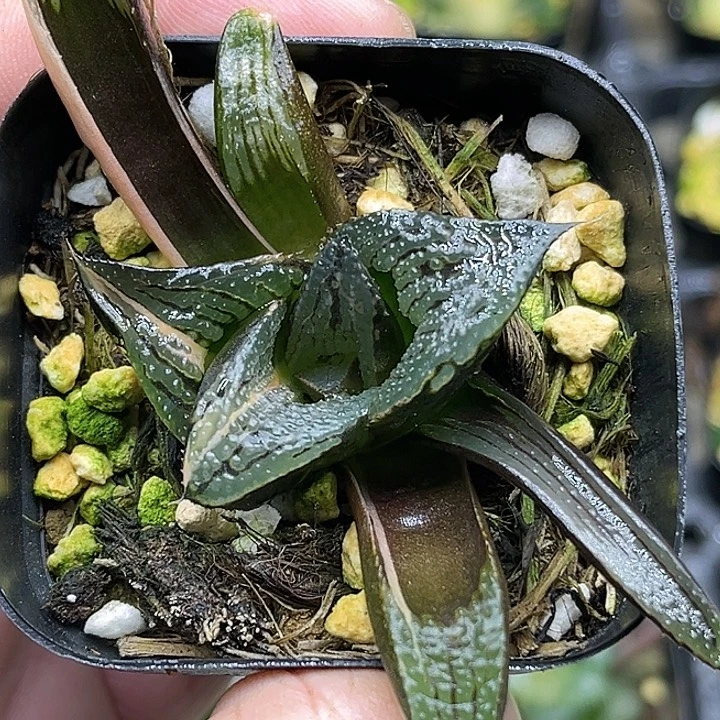 79丸叶茜云锦芭提雅