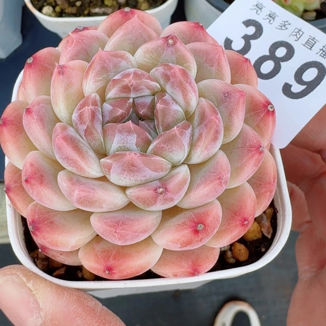 k***n秘境渐变冰魄      愿你一路坦途，乘风破浪展宏图