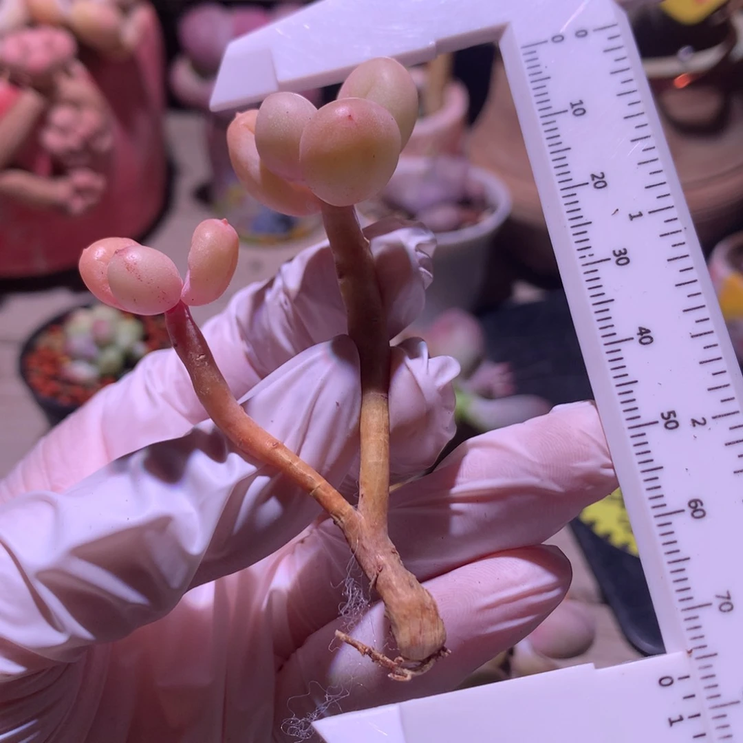 左边赠送瑕疵韩奶？