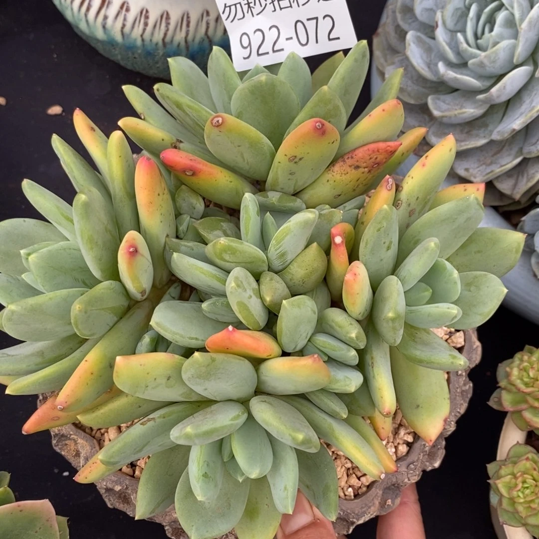 勿秒拍秒退 922-72海洋之星