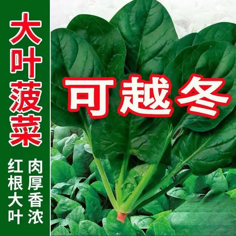 超耐热夏播王菠菜种子种籽春籽种夏季秋季四季蔬菜孑波菜夏子