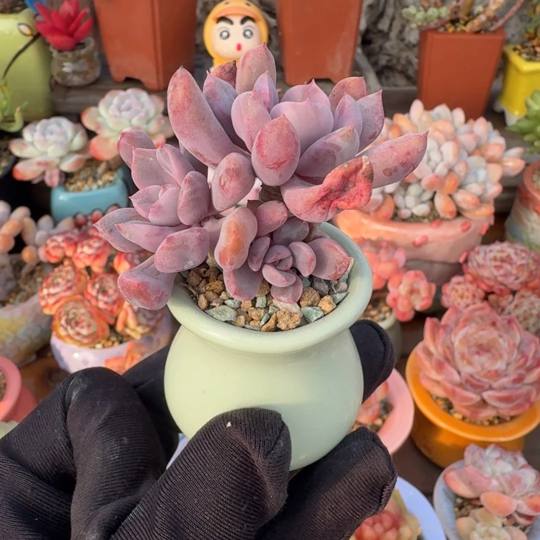 丘比特 多肉好盆土 一物一拍