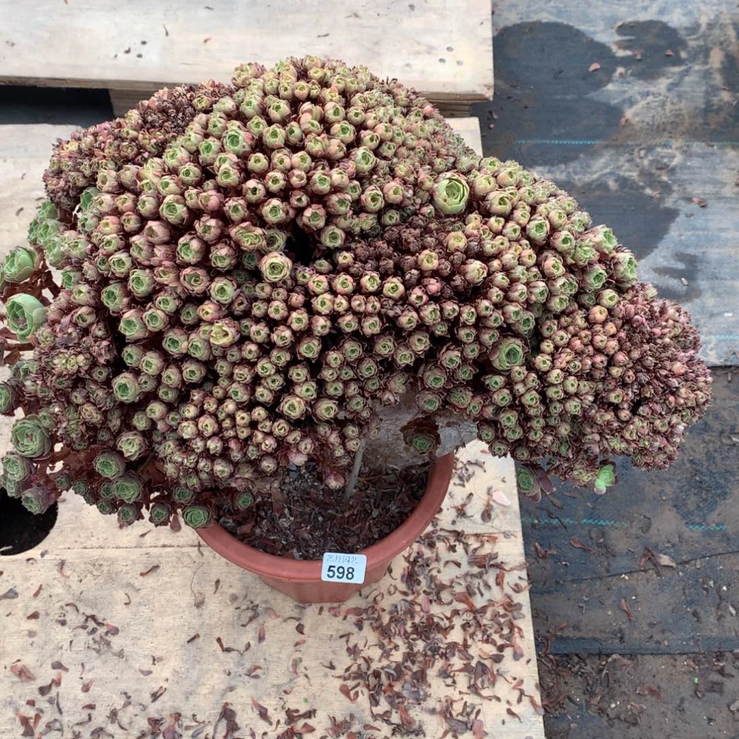 598万圣节朵朵一颗微瑕