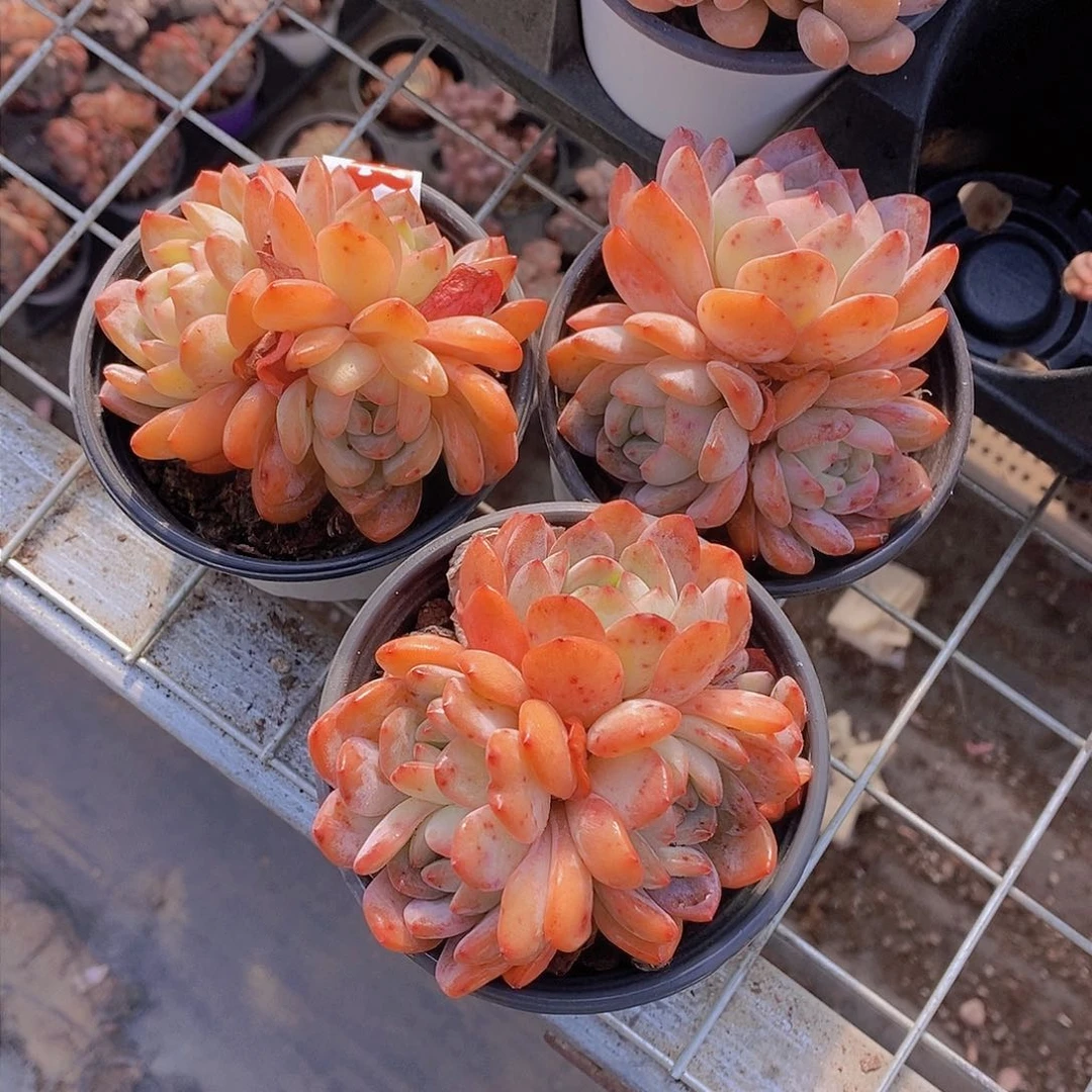 0110-全明星母本三头福利一颗 量拍