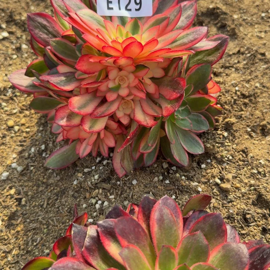 花*129黑魔锦。多肉植物