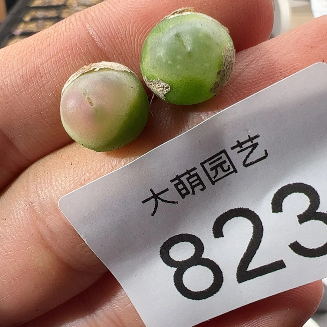 微瑕福利。        823