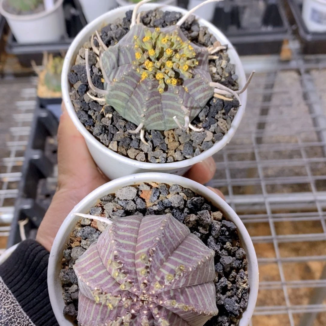 。****。法丽达FB-1178+1100