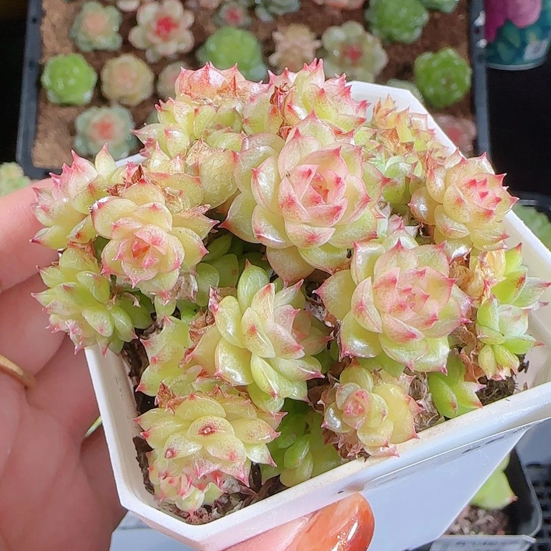 1027-227麦秆优选不包整
