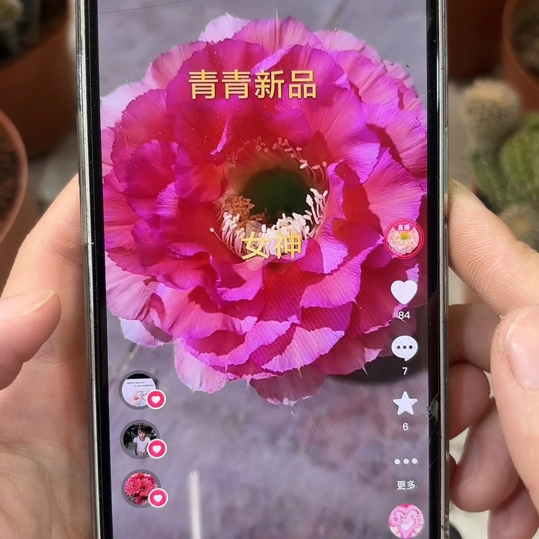 彩草青青女神7.5-8公分左右