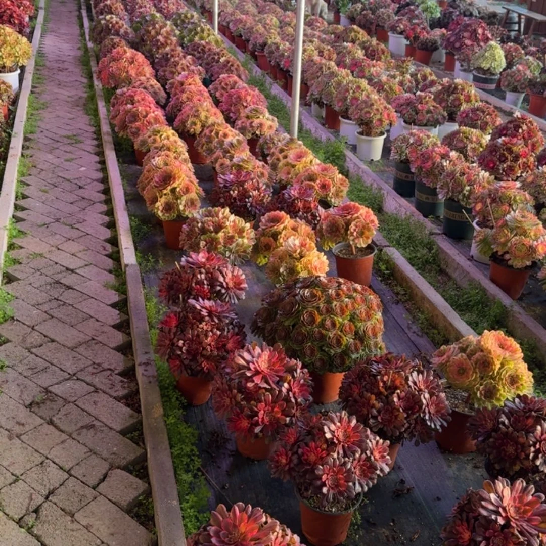 春***开小狗园艺多肉植物12级福利