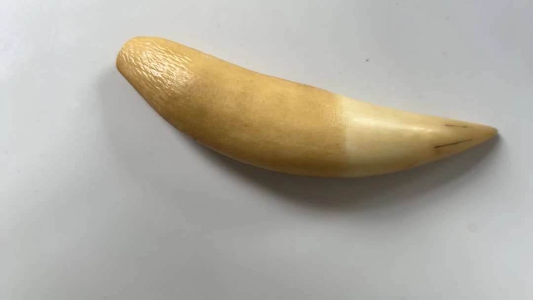 一物一拍2号B74乎乎时尚手把件