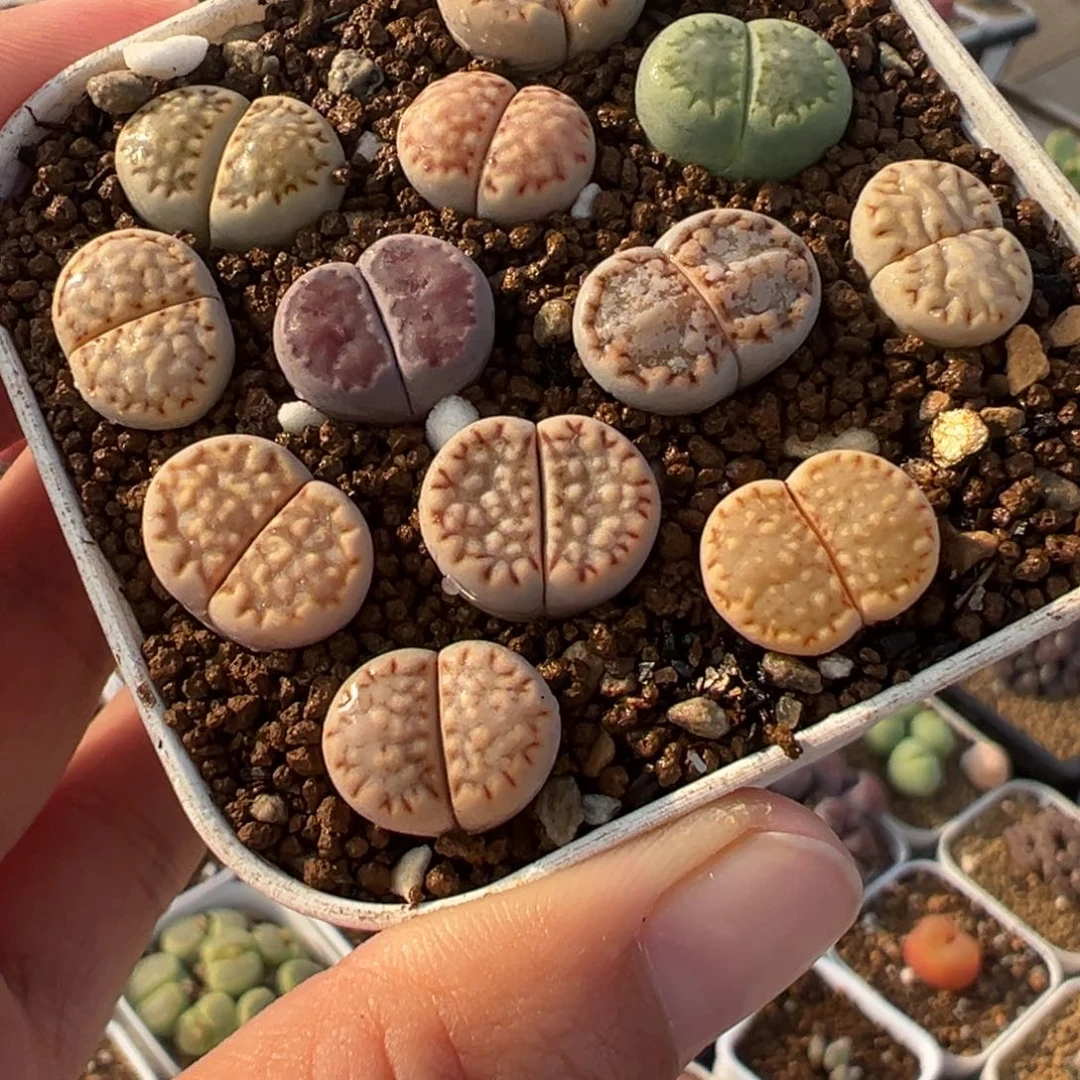 185多肉植物种类多样