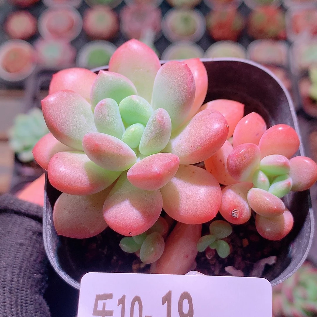 乐然10-19 白鹭 不包整