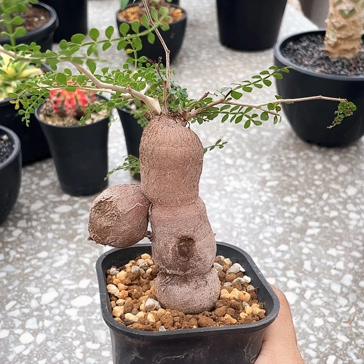 象足漆666666666666