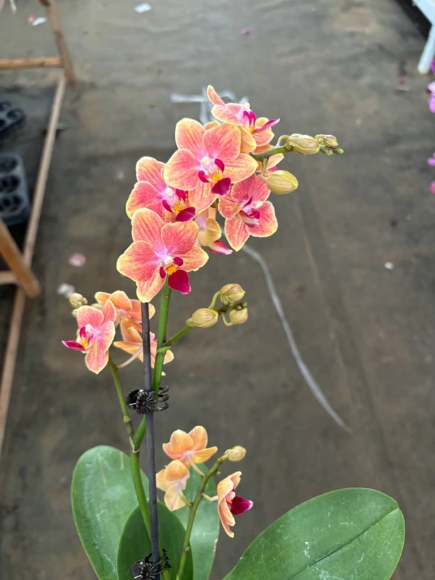 蝴蝶兰——【黄金树】开花发货