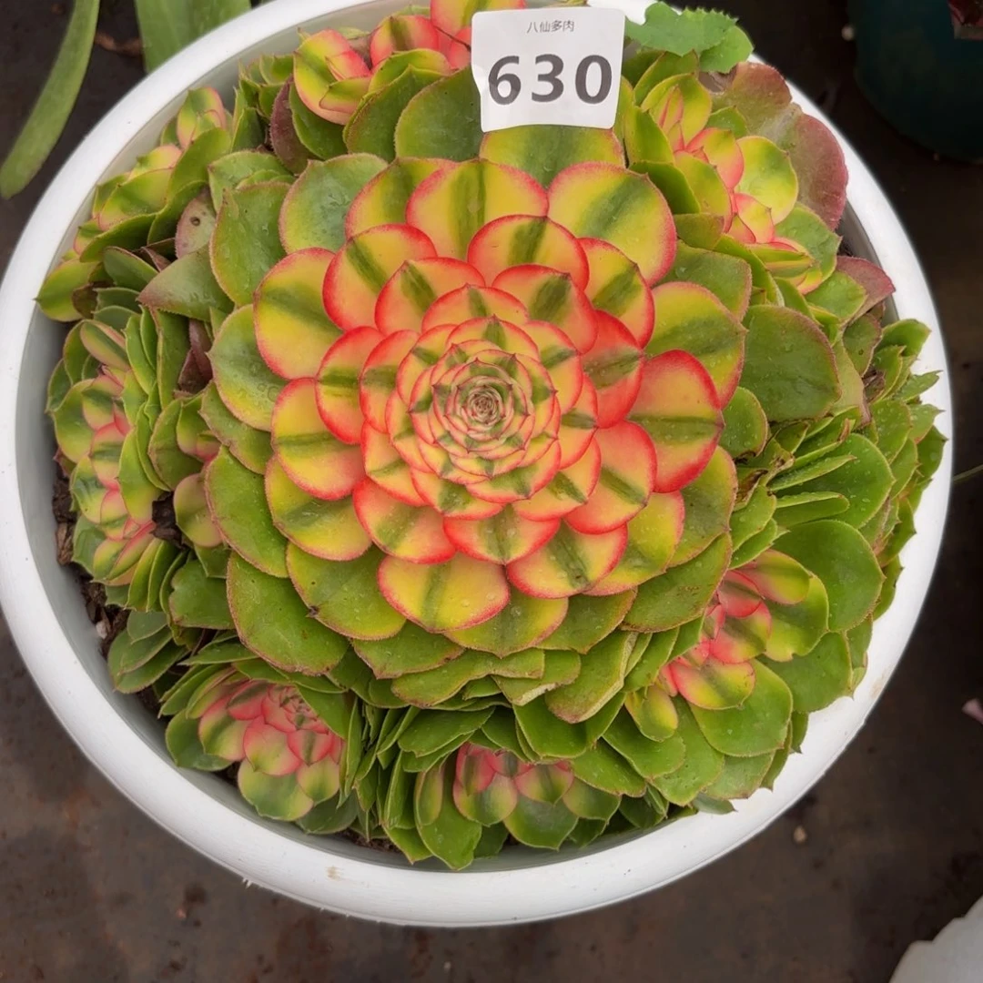 惠*子630多肉植物荔枝