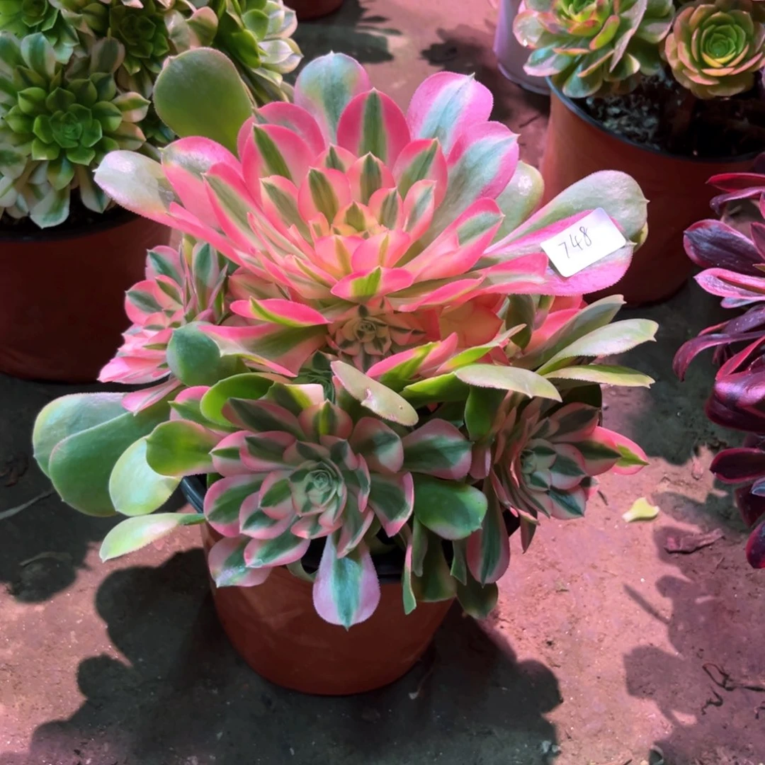 多肉植物香妃748