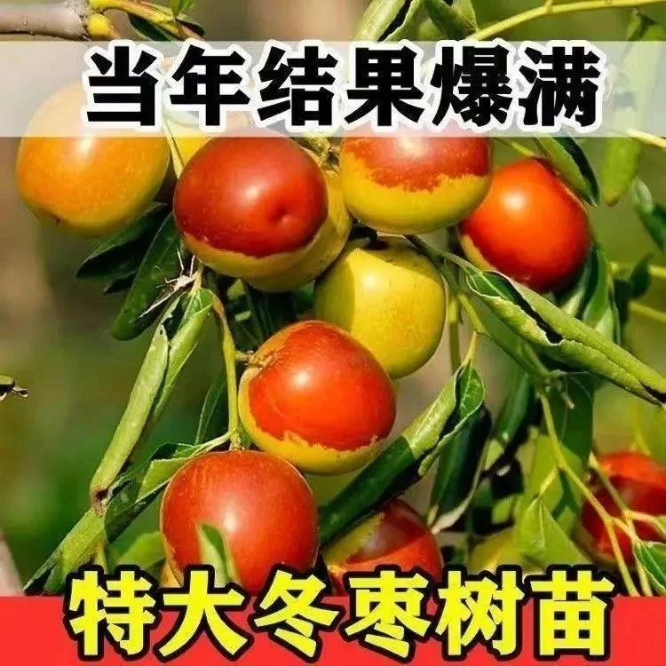 新品种沾化冬枣树苗特大冰糖脆枣苗耐寒耐旱当年结果南北方种植
