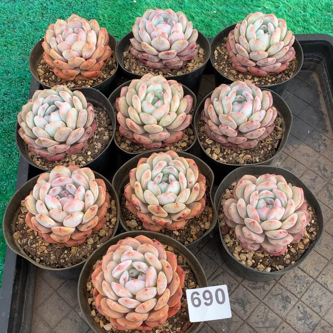 690橙子多肉植物组合