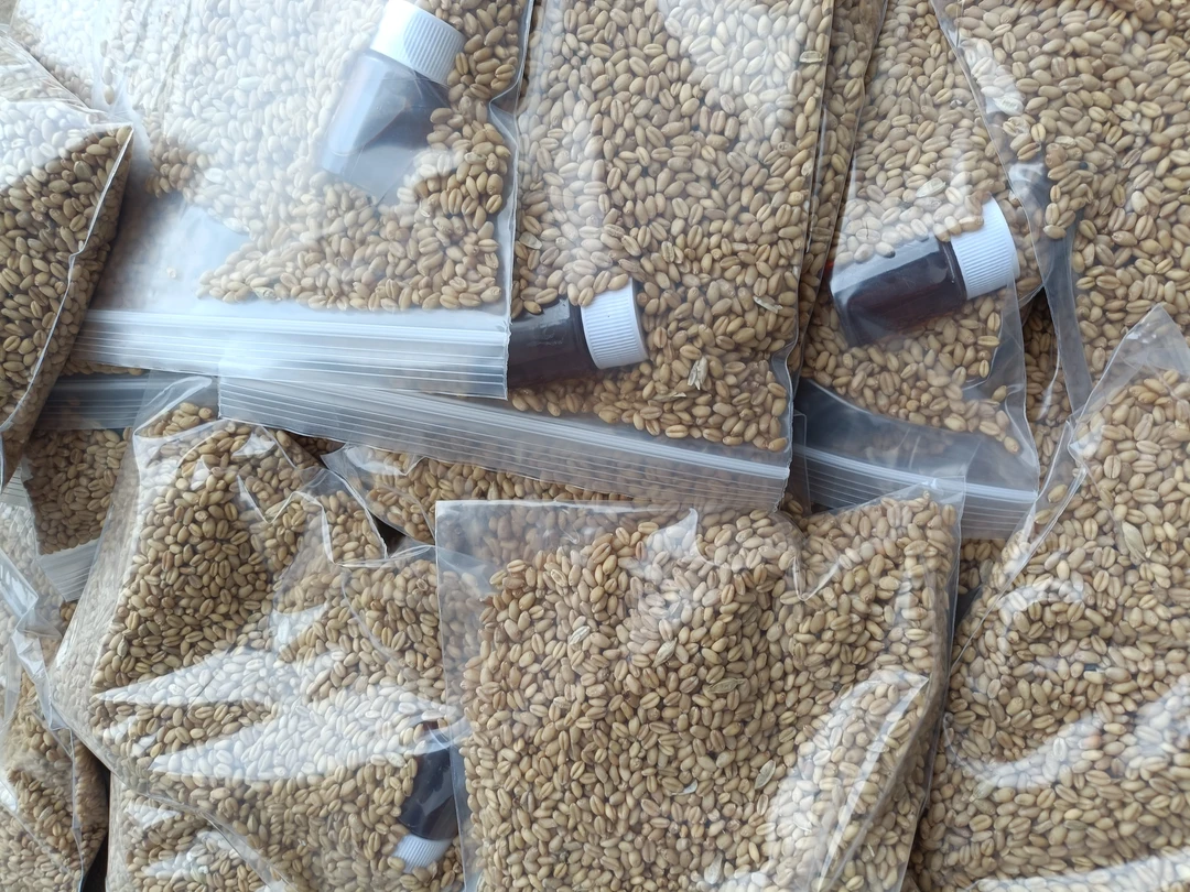 野钓干小麦主攻鲤鱼草鱼青鱼窝料（注意事项钓鱼专用请勿食用）