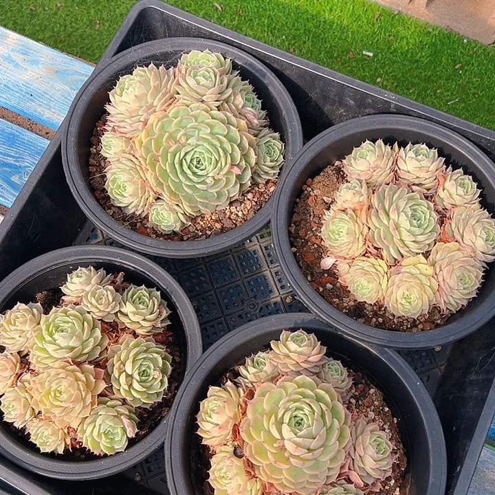 昂斯诺，满18包邮