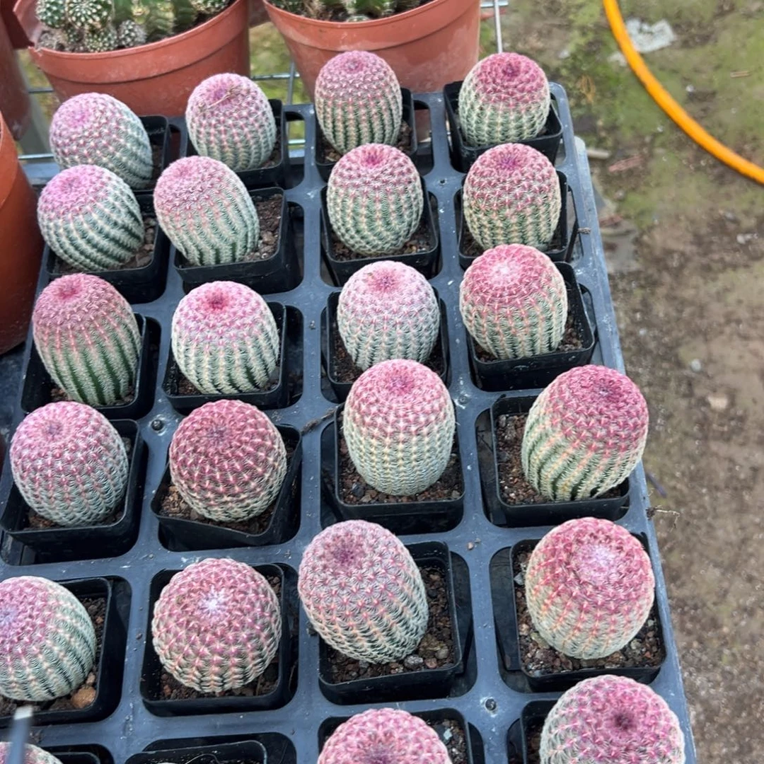 红太阳单头随机一颗。