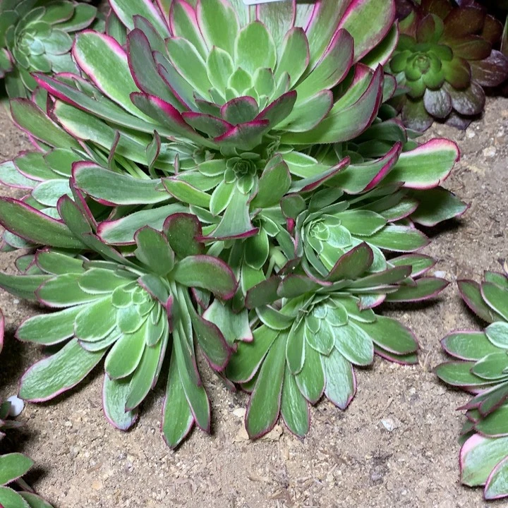 Q***空573多肉植物一物一拍嫩桩