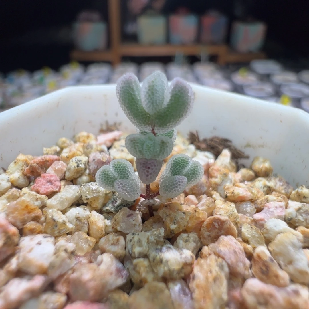 白水晶，尺寸很小，246实生月曲，拍下不退不换