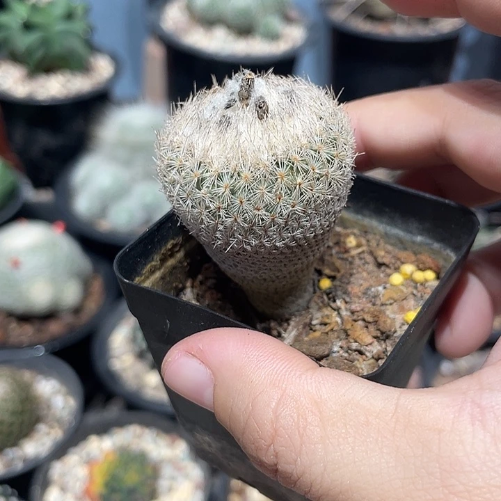 实生月世界仙人球