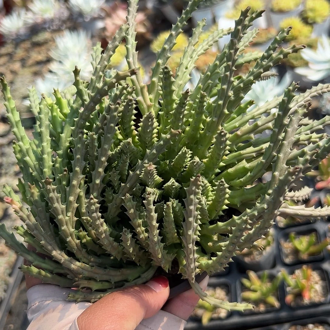 多肉植物红花犀牛角