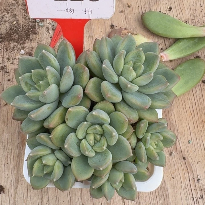 青柠226多肉植物